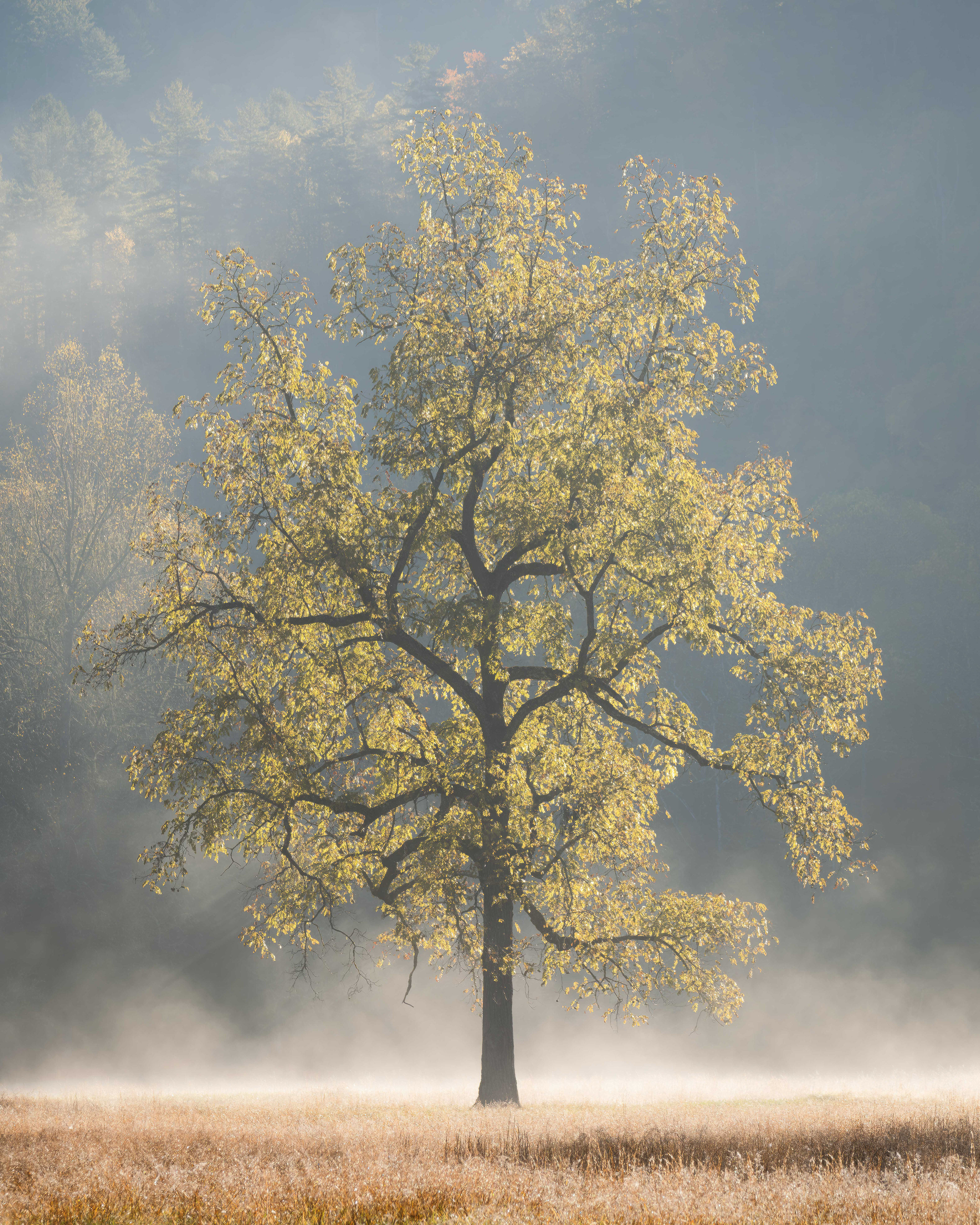 2 Cattaloochee tree