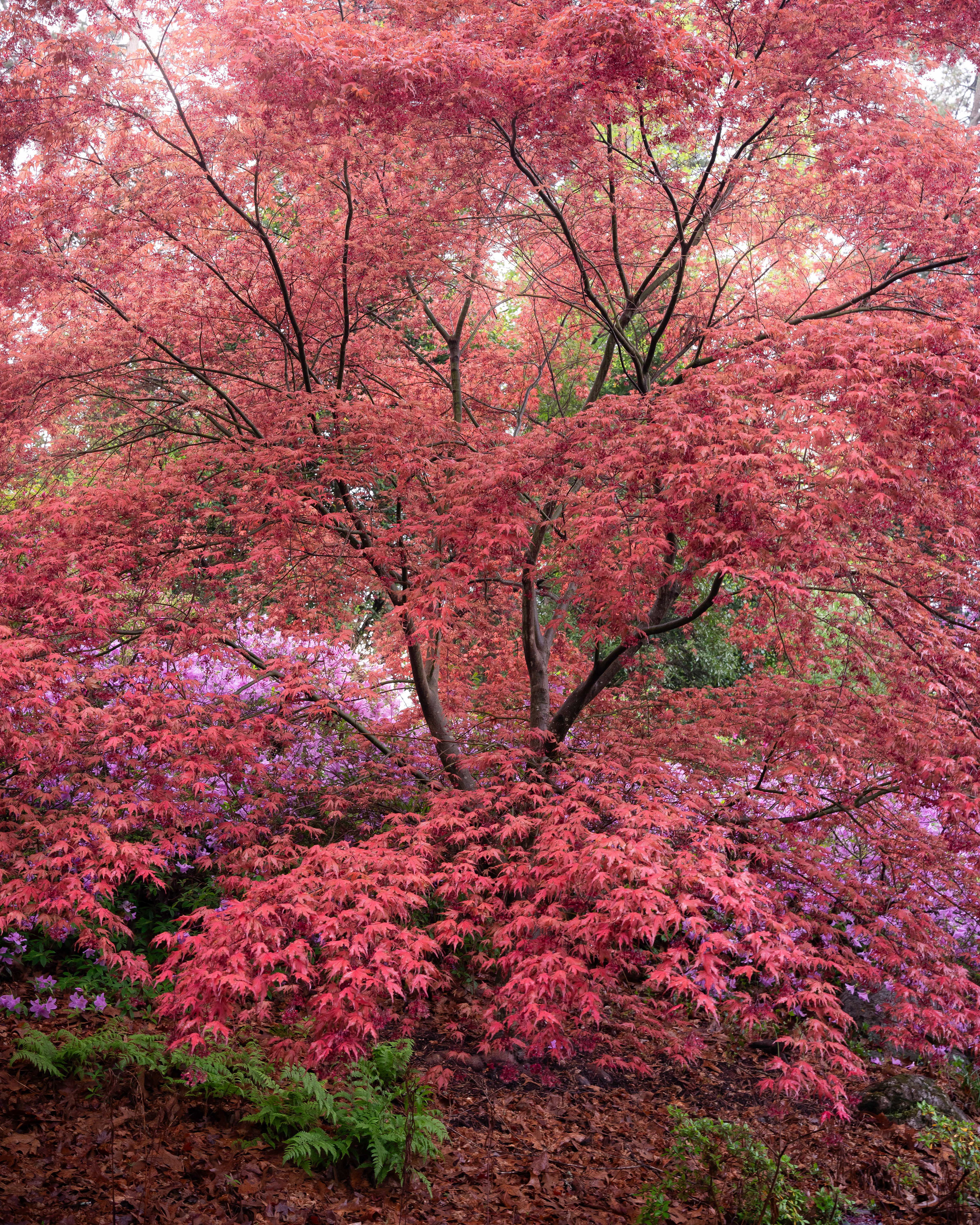 34 Japanese Maple