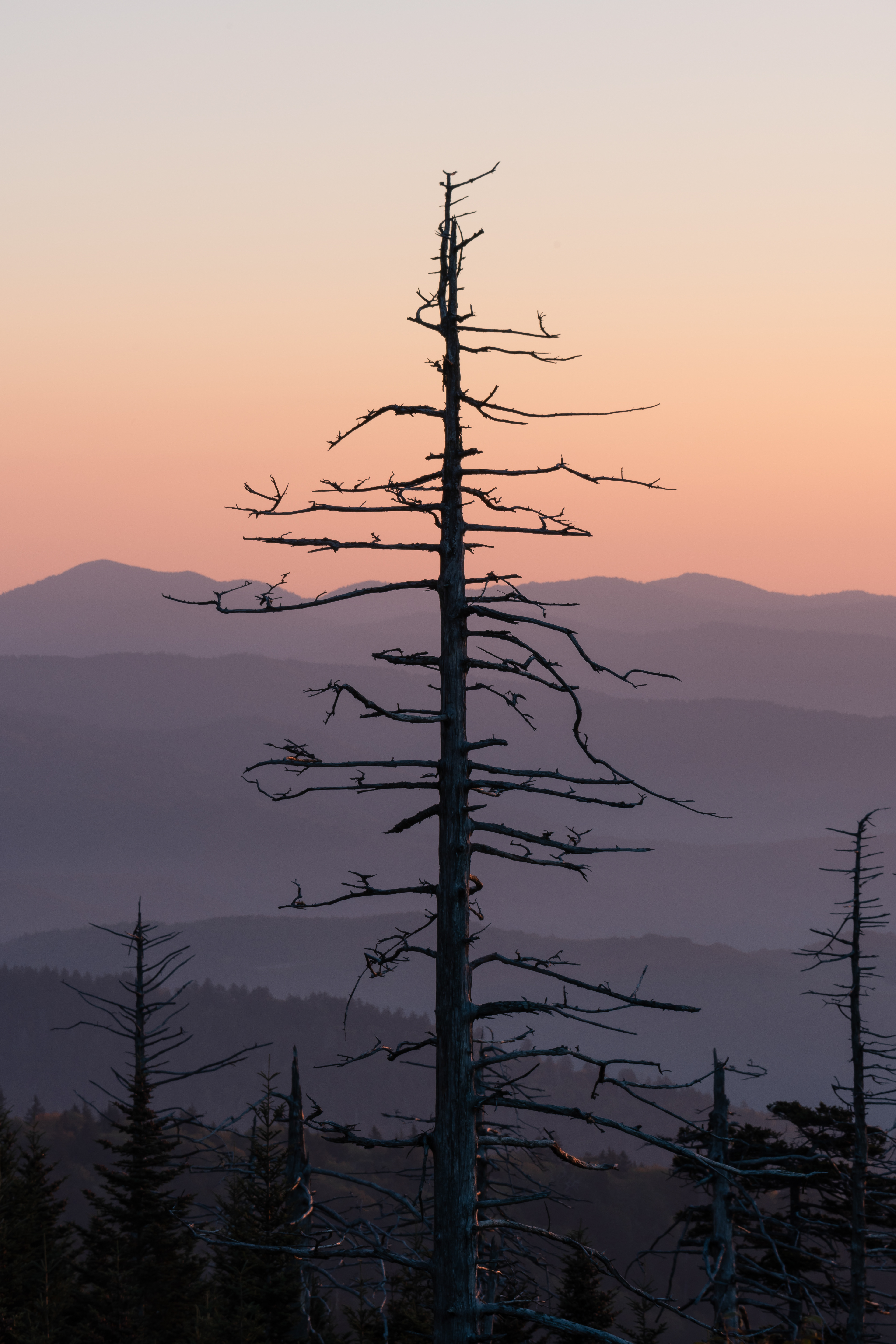 24 Lone Tree