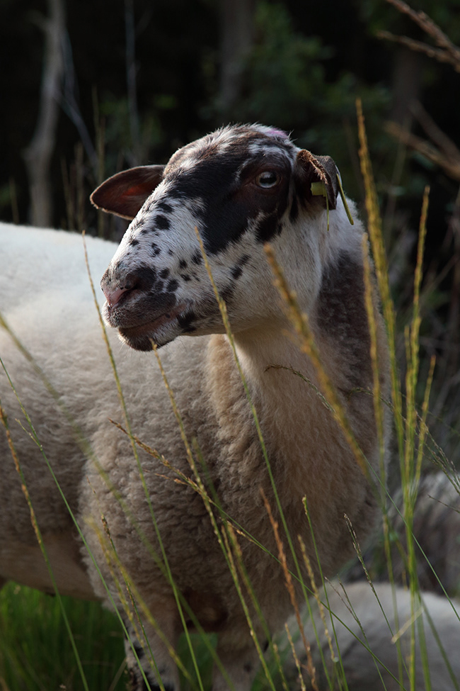 Linde 03 | Ewe