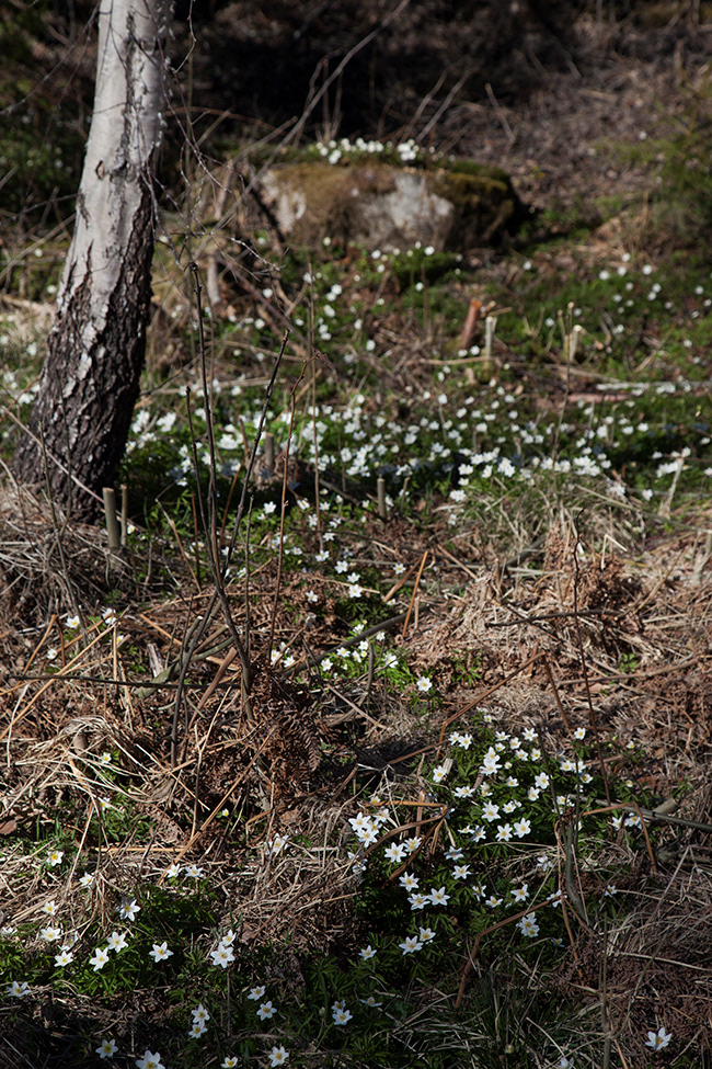 Lonneberga 19 | Anemone