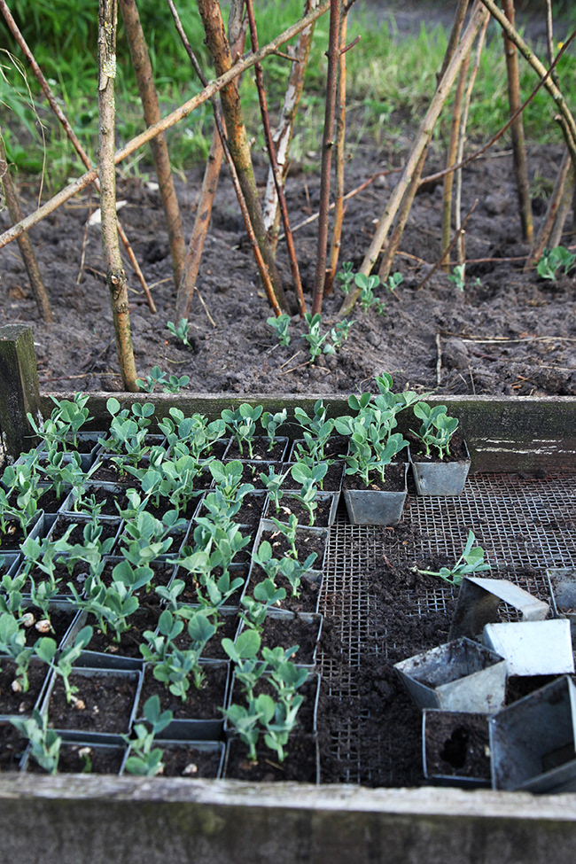 Gone Gardening 25