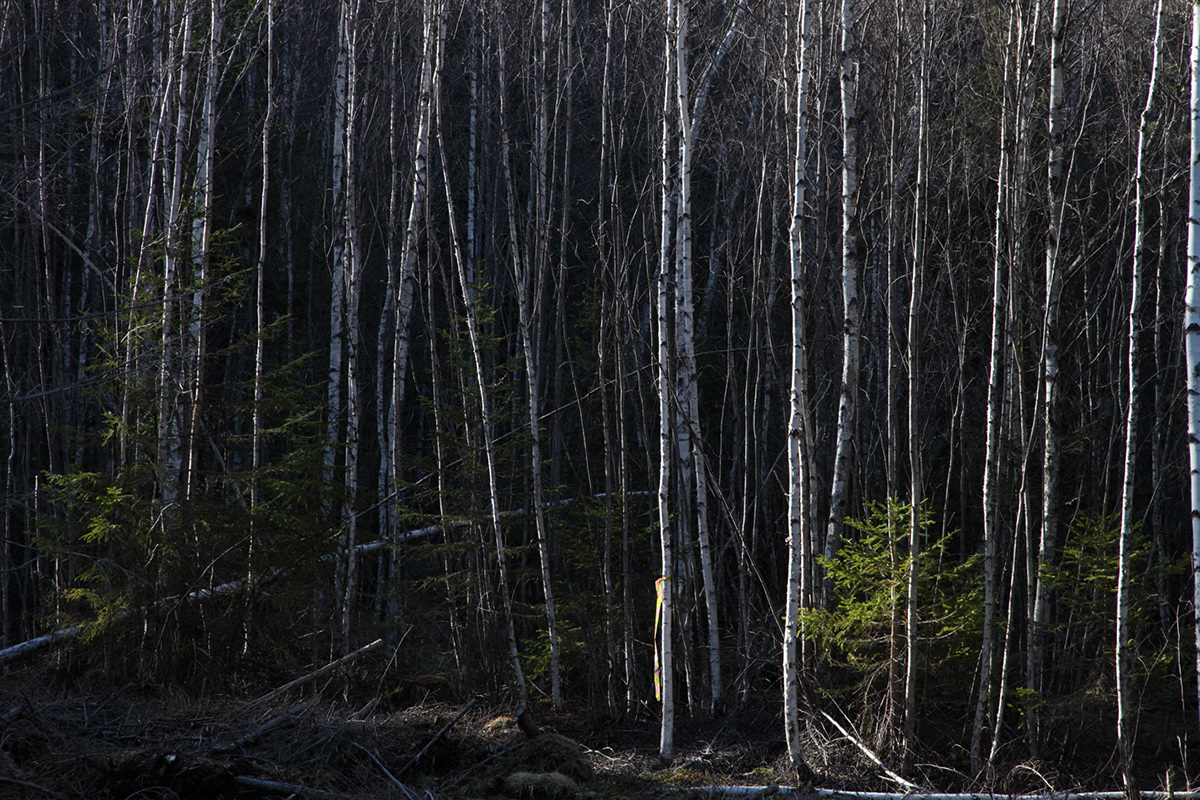 Lakeland 19 | Birch Forest, Sweden