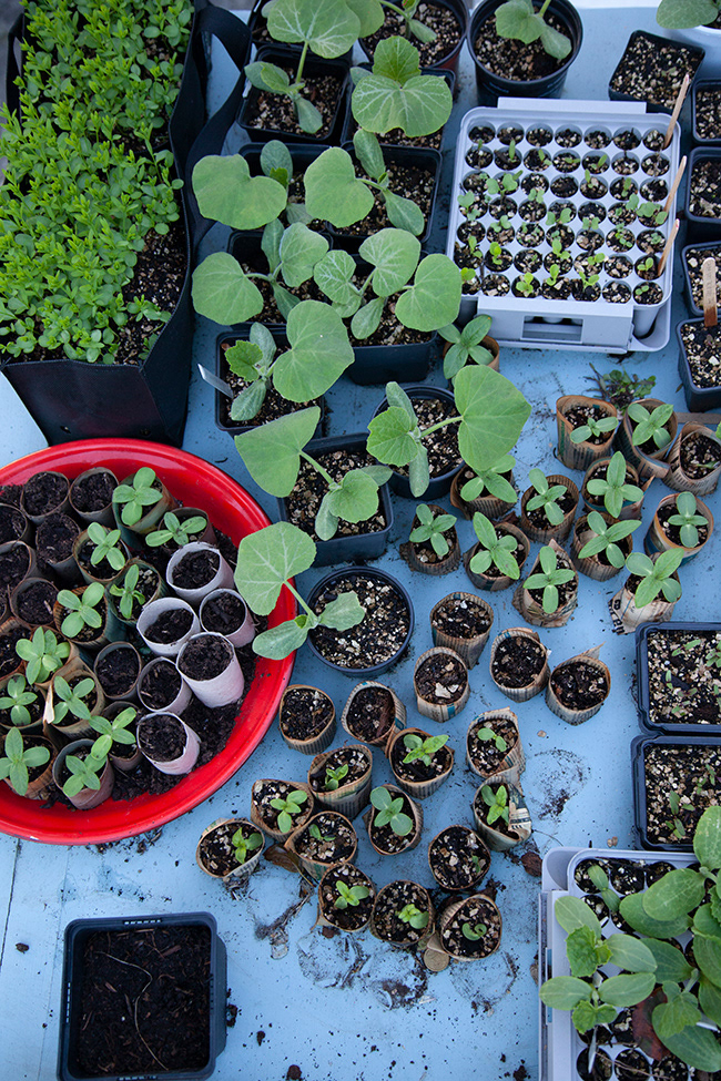 Gone Gardening 12