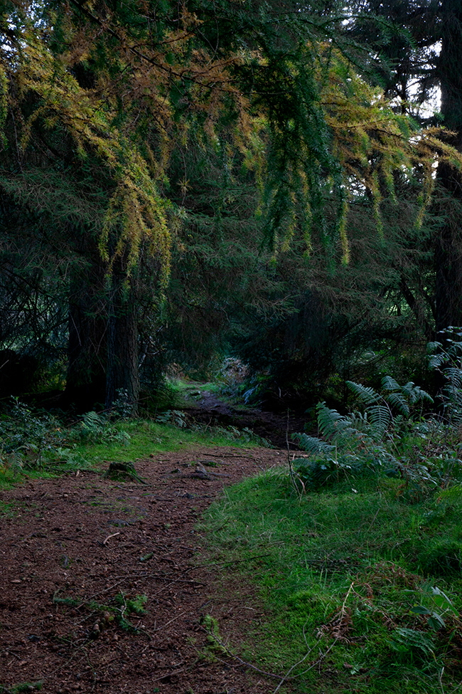 Linde 26 | Forest Path, UK