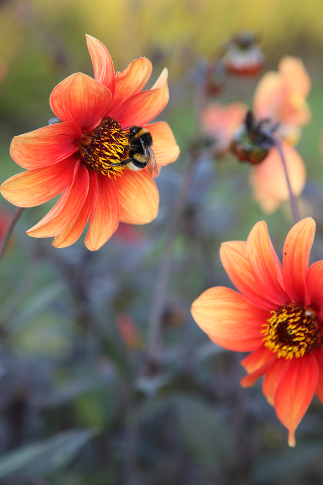 More Gardening 10