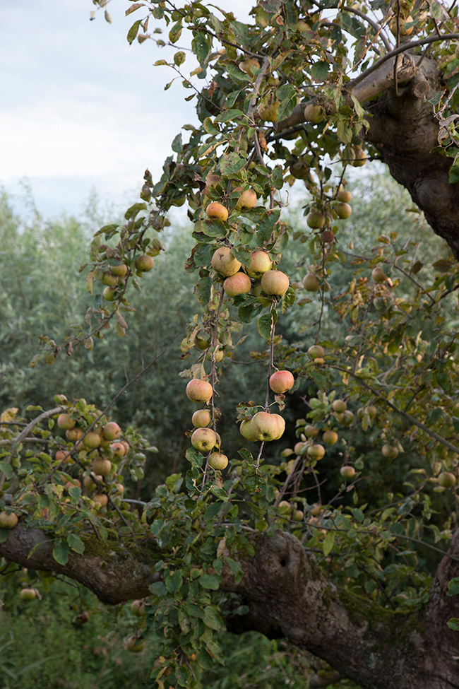 Linde 04 | Apple Tree