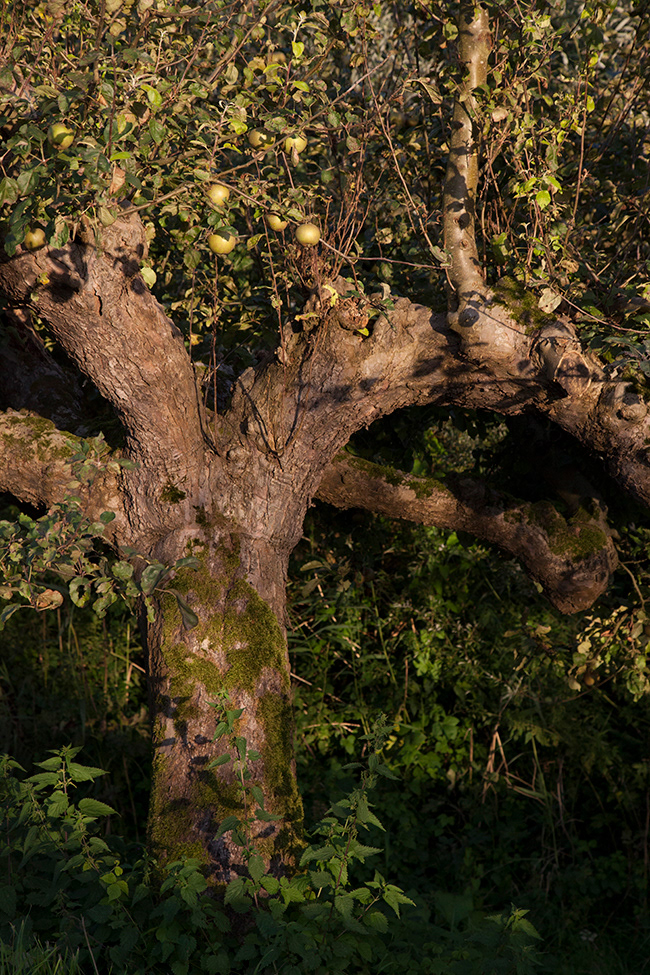 Lakeland 28 | Old Pear Tree