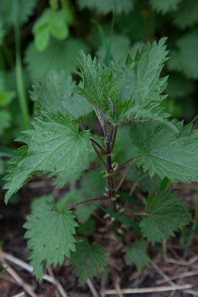 Just Food 05 | Nettle