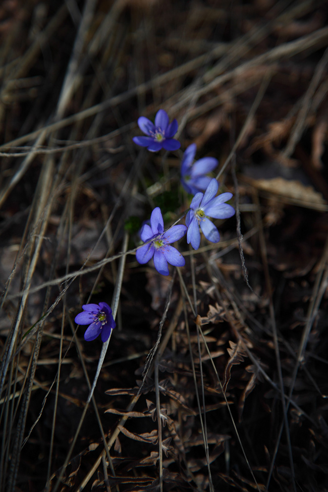 Tallskog 27 | Forest Anemone