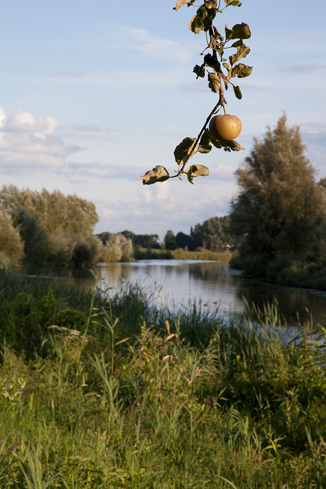 Just Food 08 | Apple, Betuwe, Netherlands