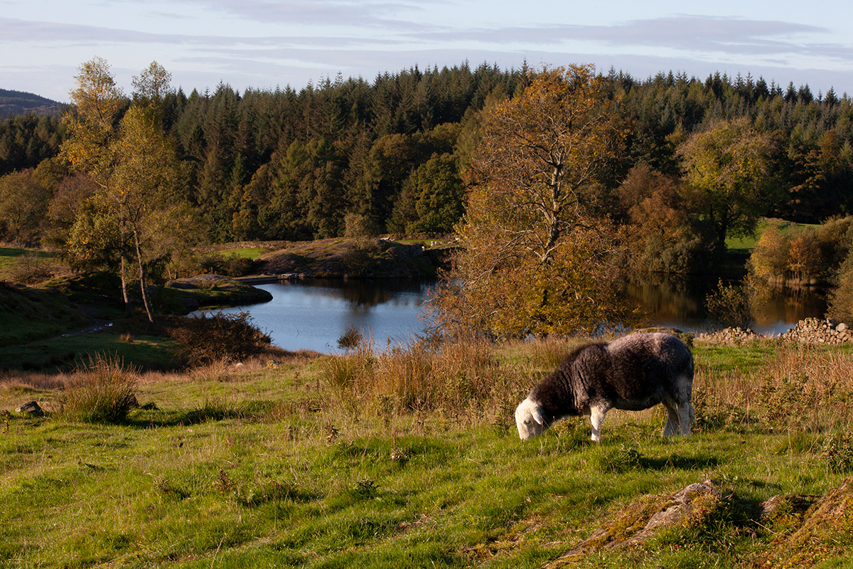 Lakeland 01 | Estwaite Water, Lake District, UK
