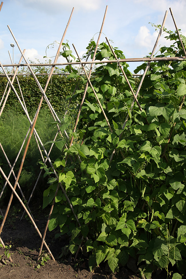 Gone Gardening 14