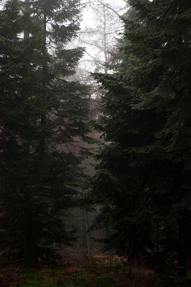Tallskog 04 | Pine Forest