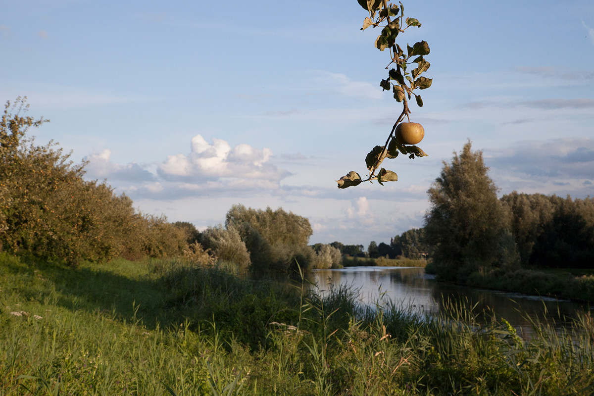 Linde 01 | Linge, Netherlands