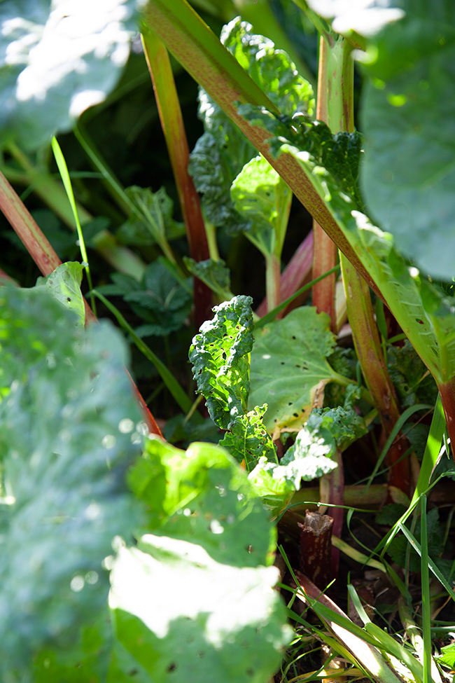More Gardening 22