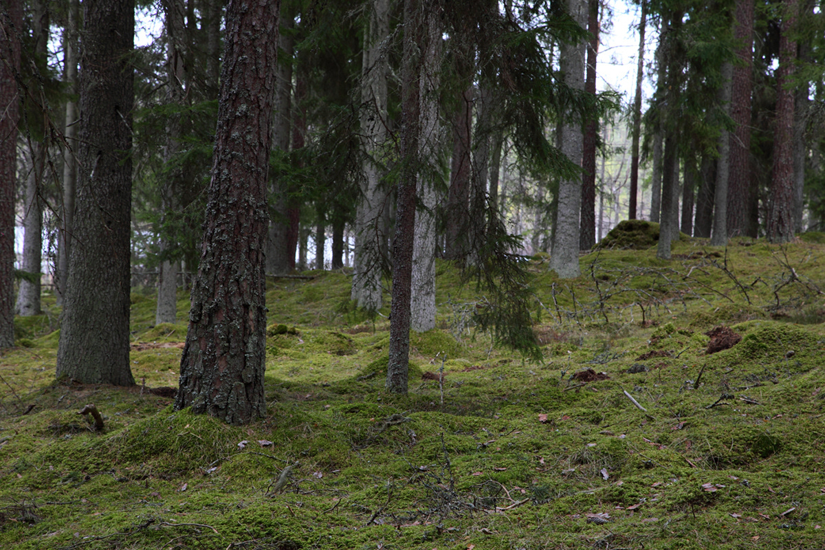 Lonneberga 03 | Skog