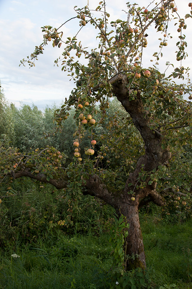 Lakeland 09 | Old Apple Tree