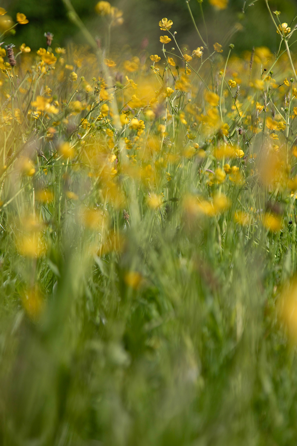 Buttercup