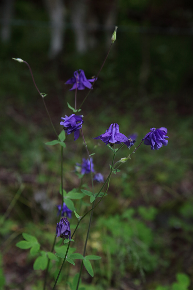 Lonneberga 16 | Aquilegia