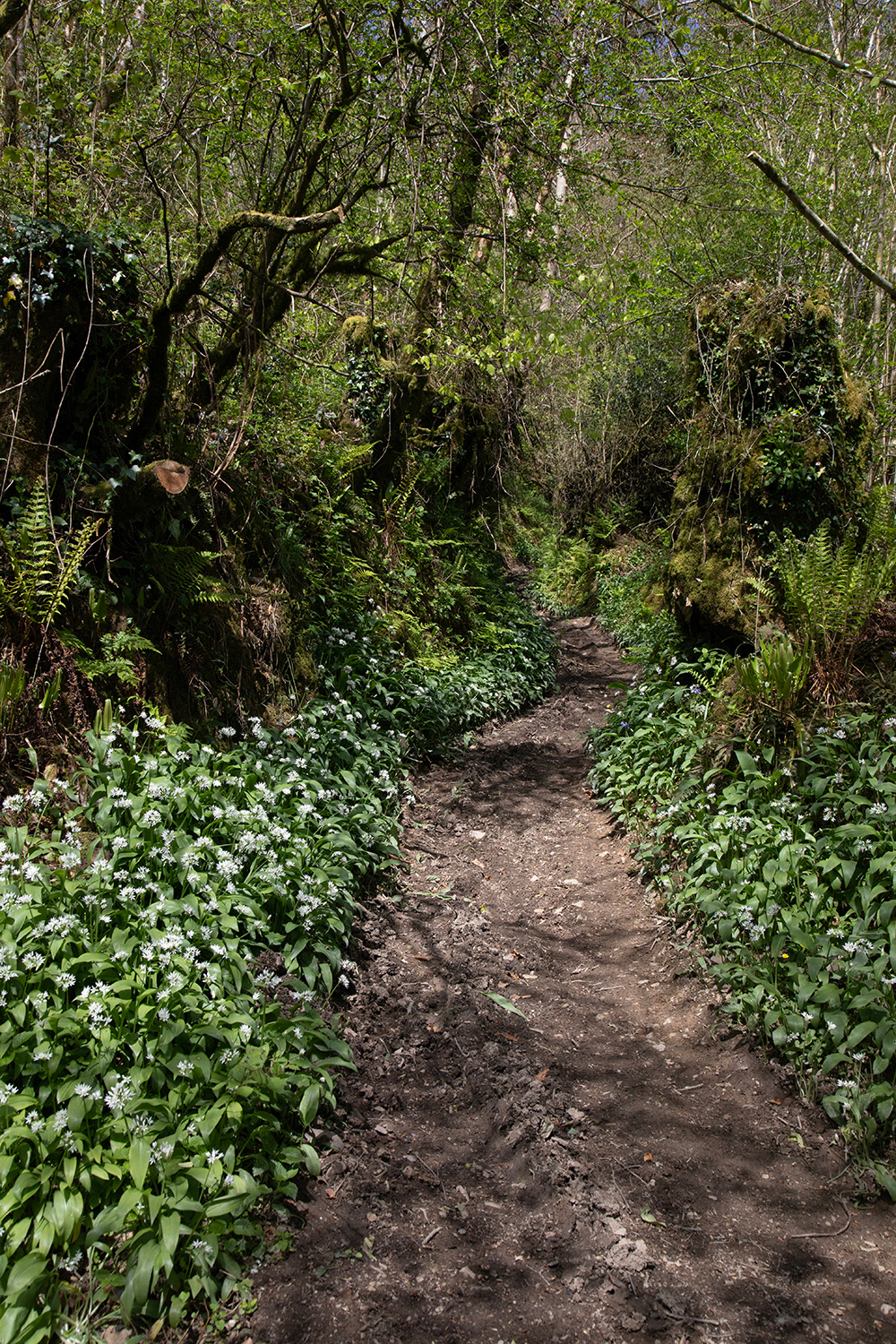 Wild Garlic