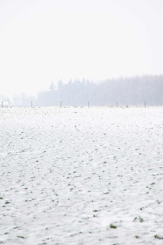 Tallskog 01 | Winter