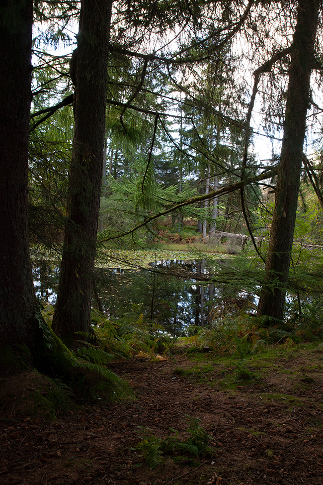 Linde 17 | Forest Lake, UK