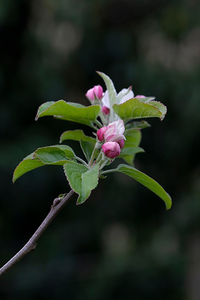 Gone Gardening 08