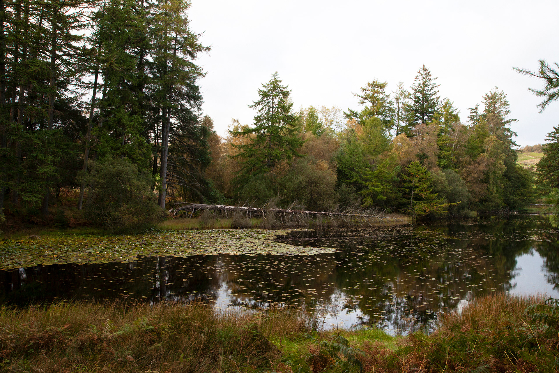 Moss Eccles Tarn, Lake District