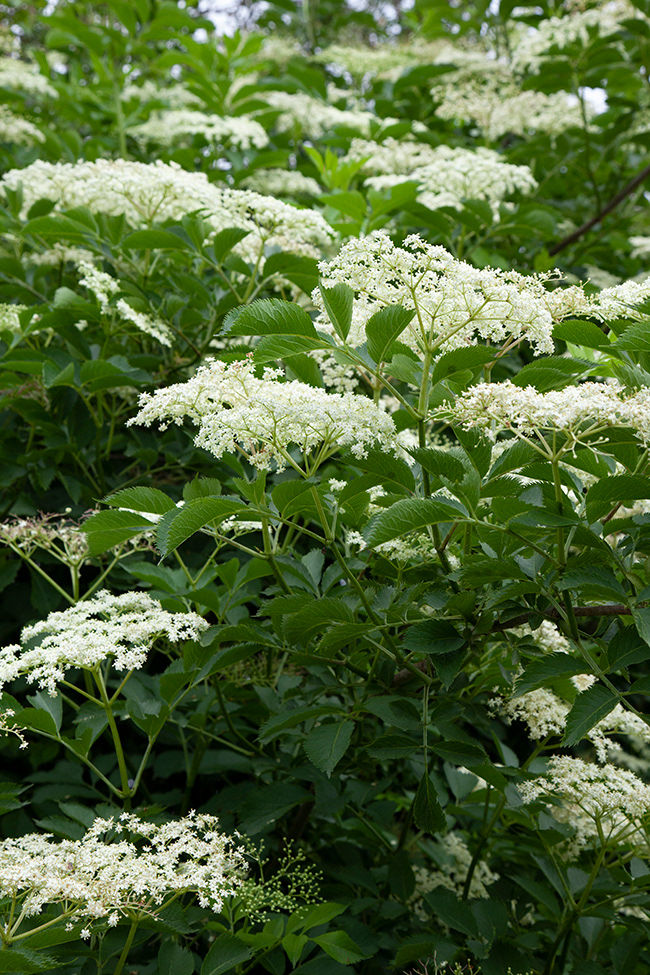 Just Food 69 | Elderflower