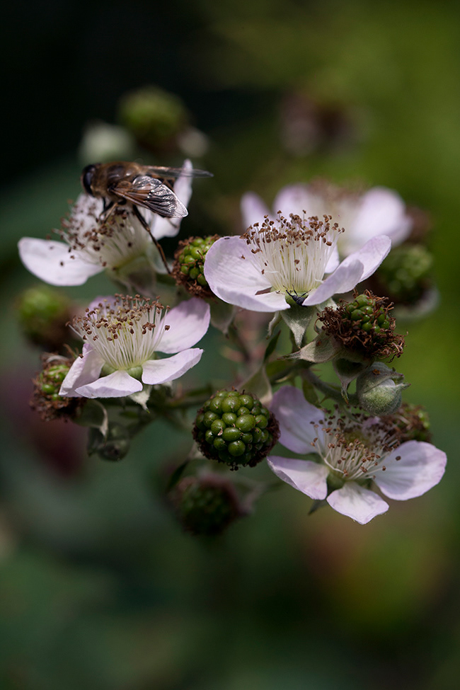 More Gardening 21