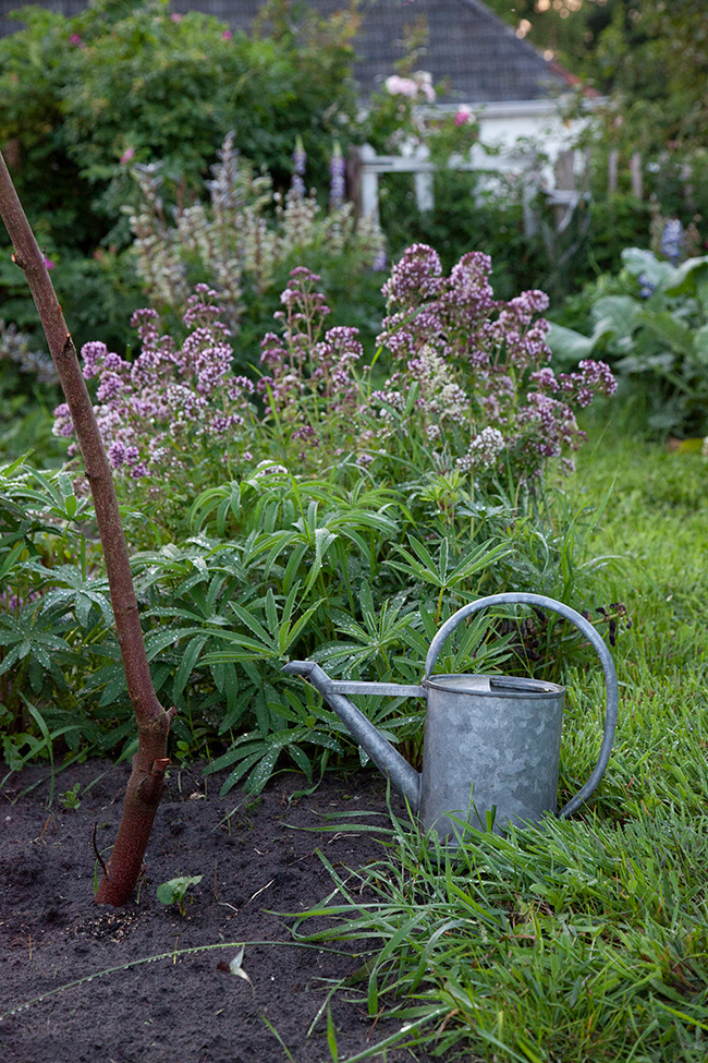 Gone Gardening 13