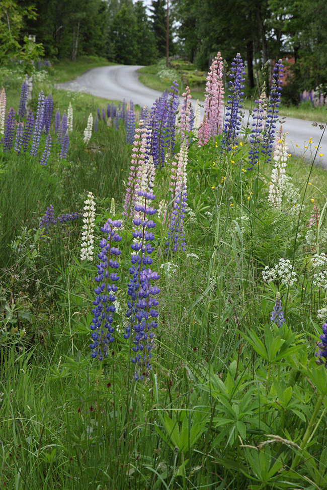 Lonneberga 01 | Lupine