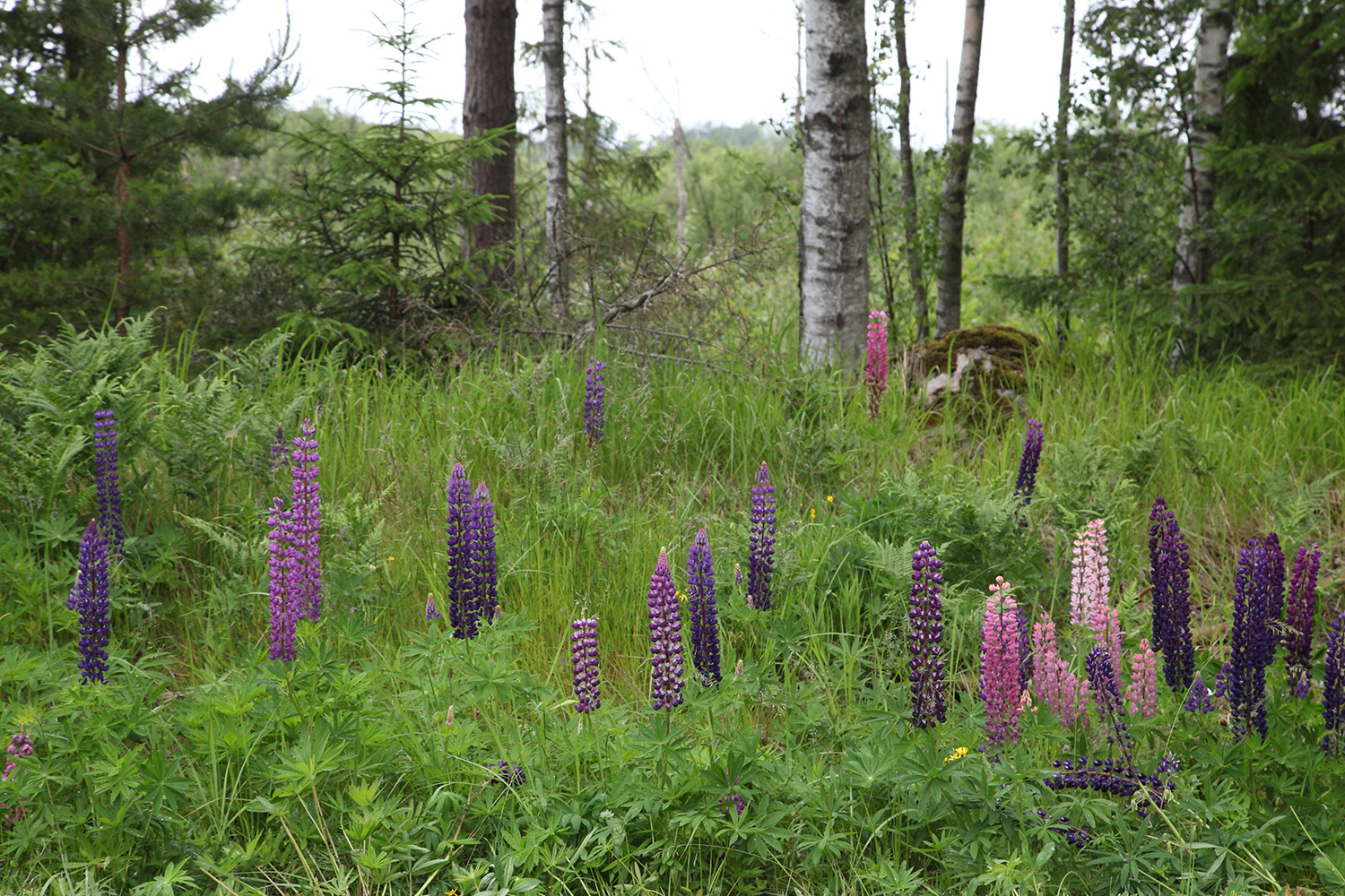 Lupin