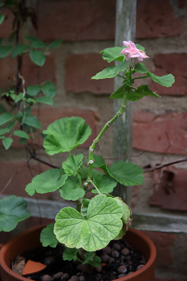 Gone Gardening 18