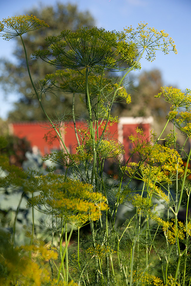 Gone Gardening 30