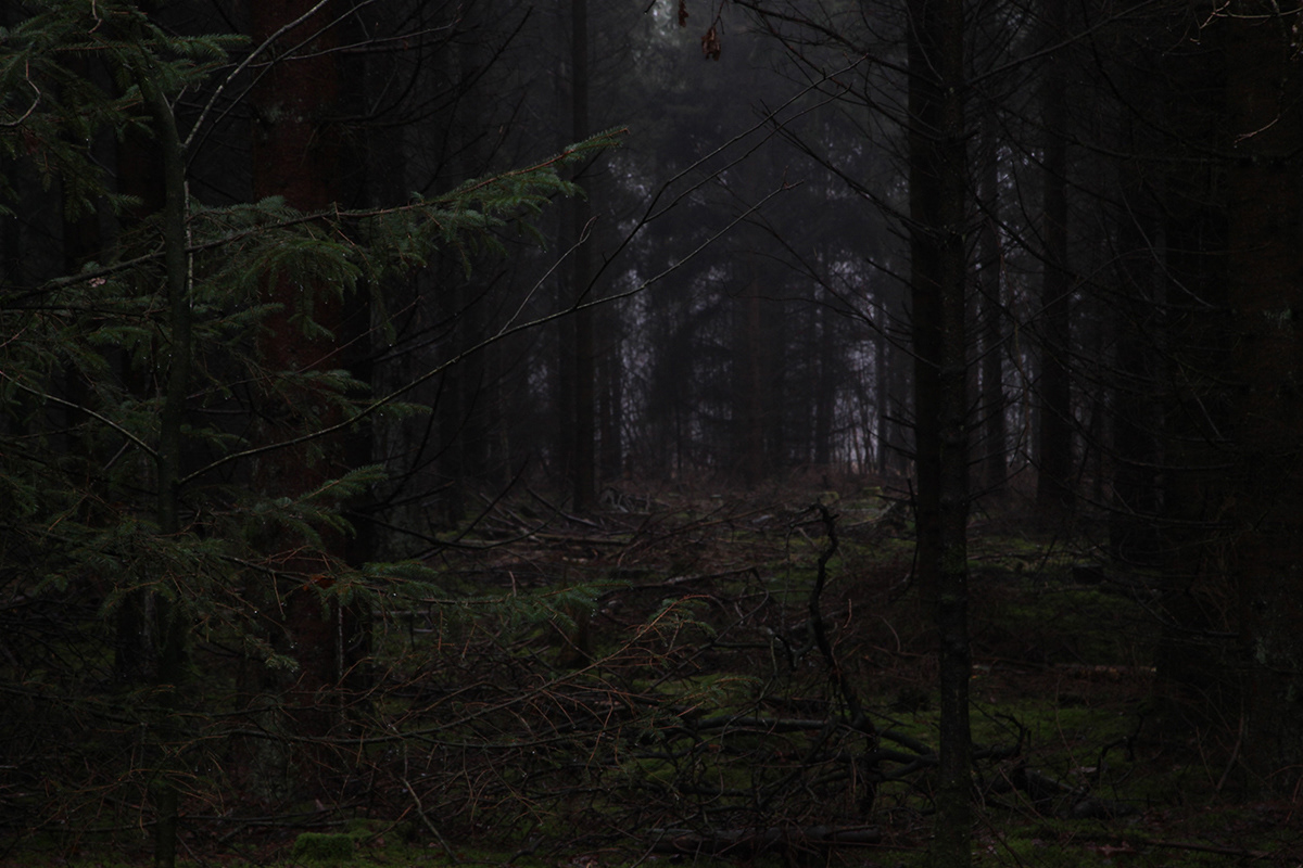 Tallskog 23 | December Forest