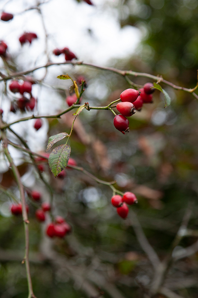 Lakeland 14 | Rosehips