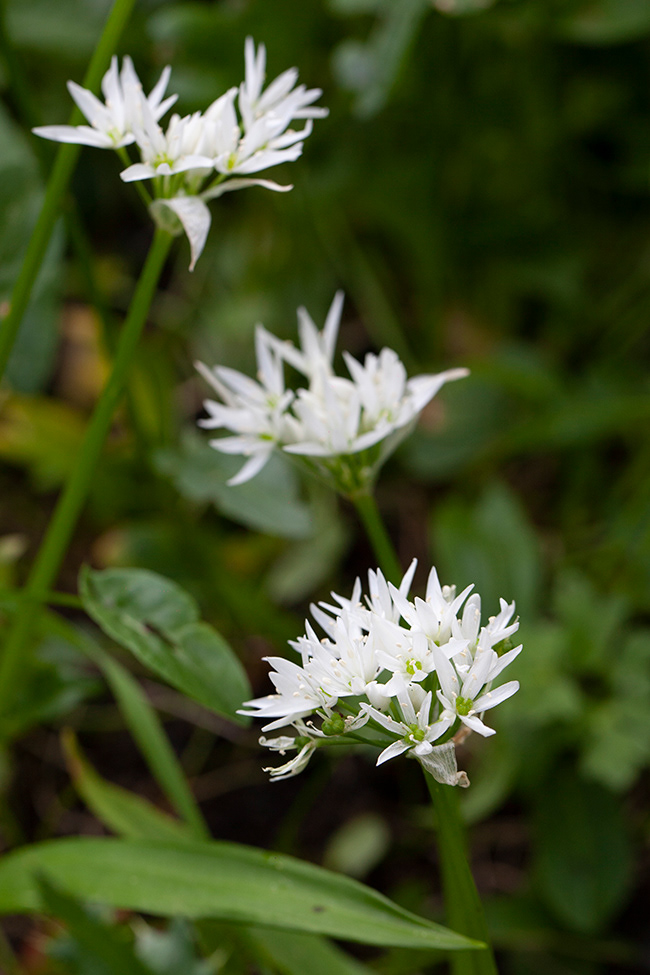 More Gardening 03