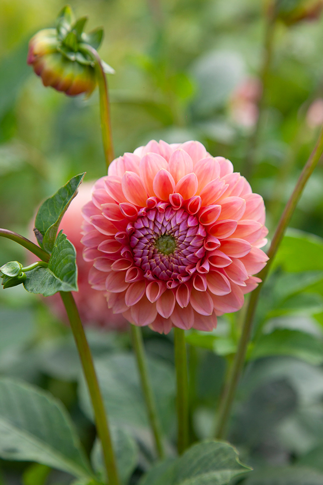 Gone Gardening 10