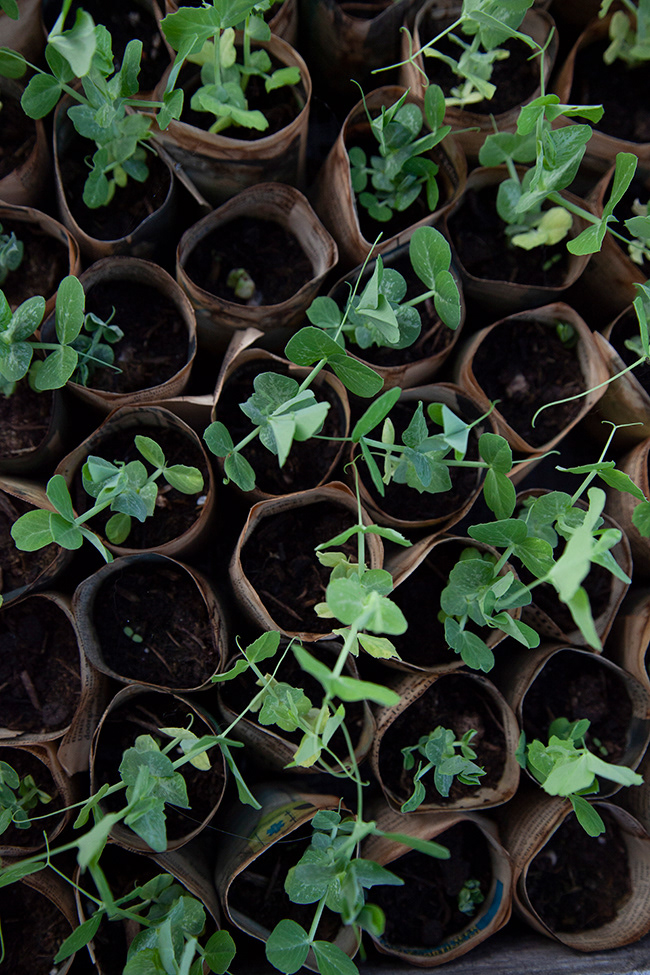 Gone Gardening 24