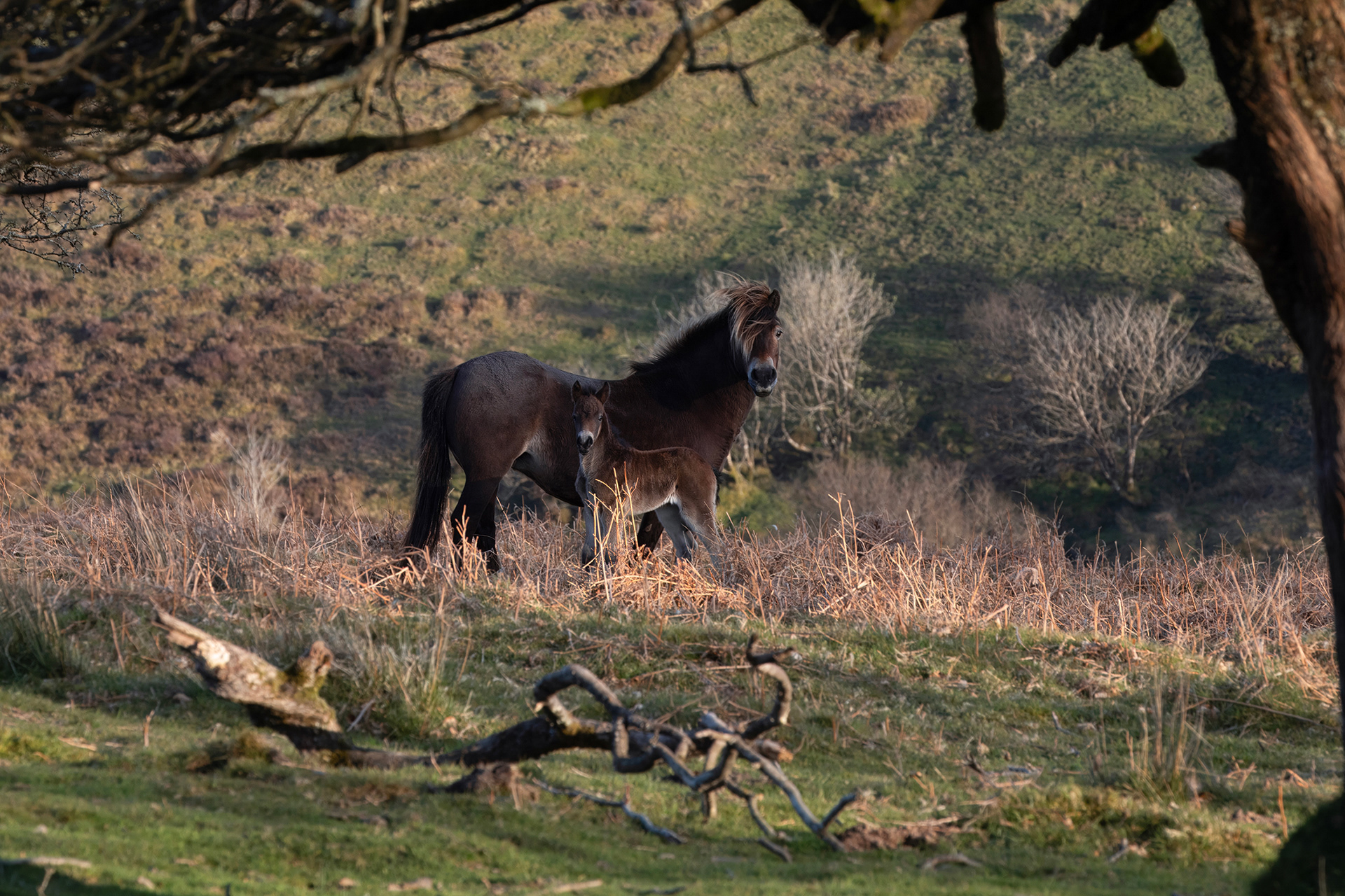 Exmoor National Park