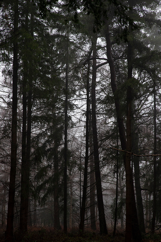 Tallskog 09 | Pine