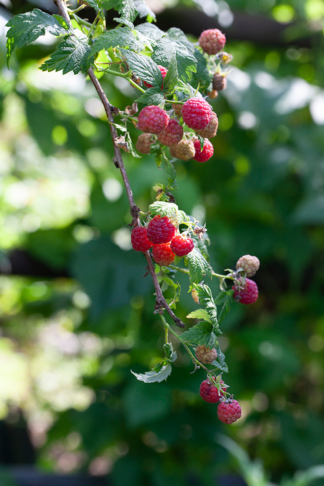 More Gardening 01