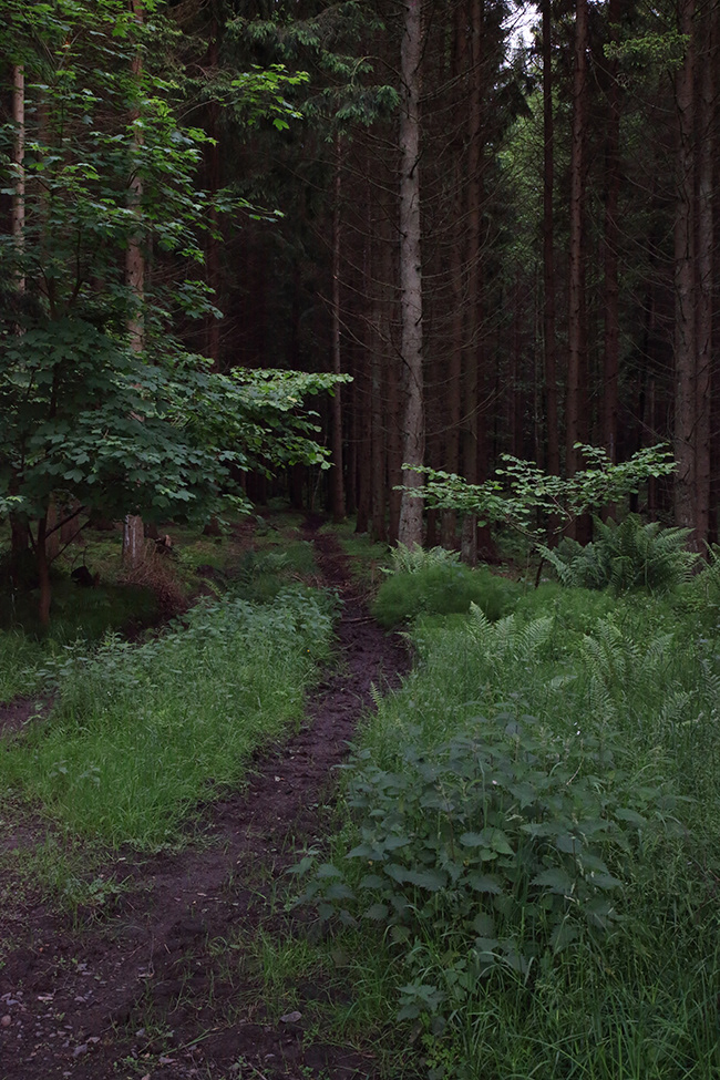 Lonneberga 22 | Skog