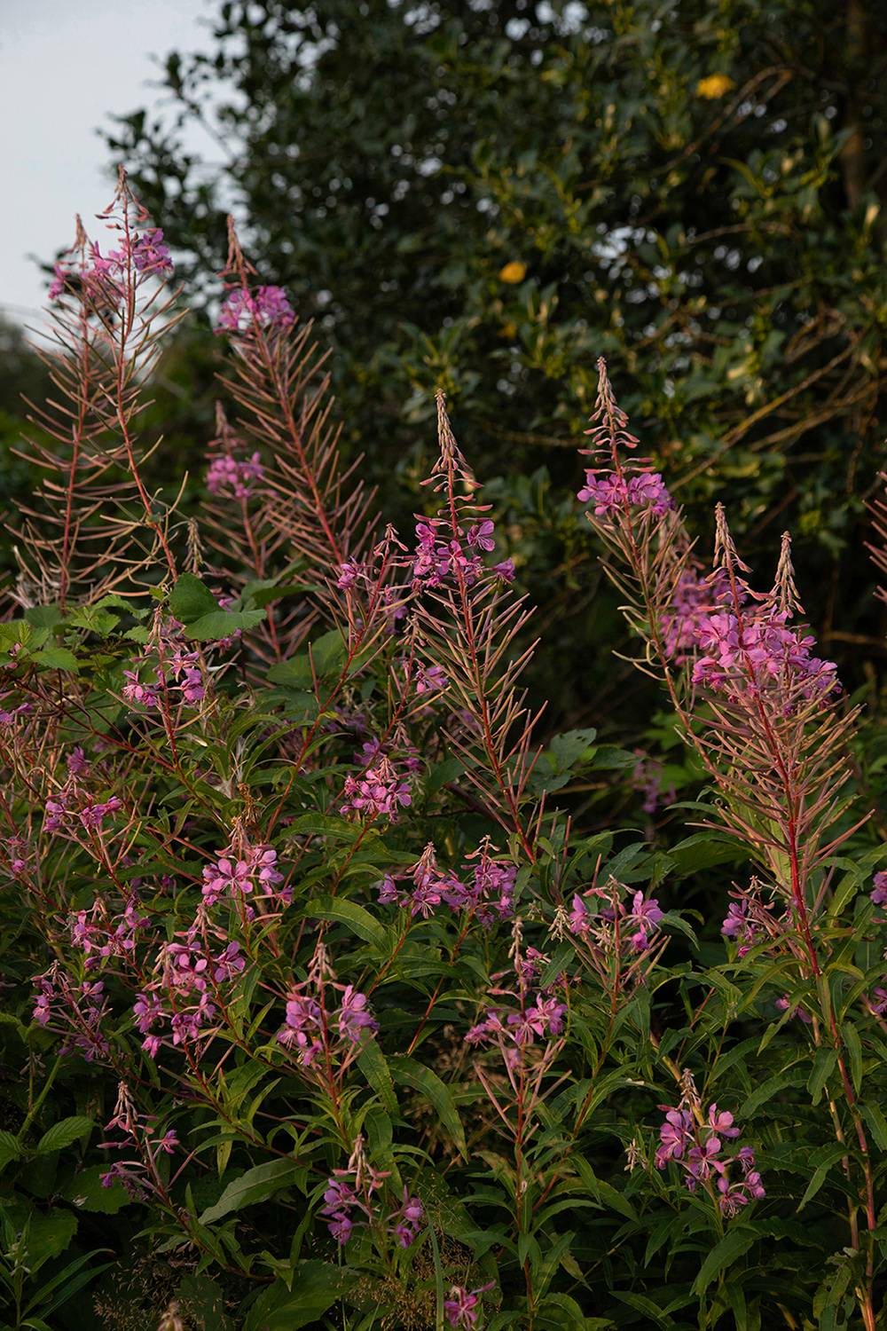 Willowherb