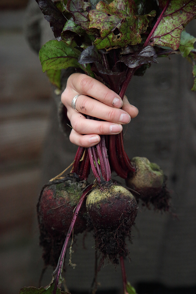 Just Food 53 | Beetroot