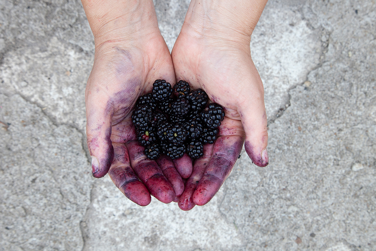Just Food 02 | Blackberries