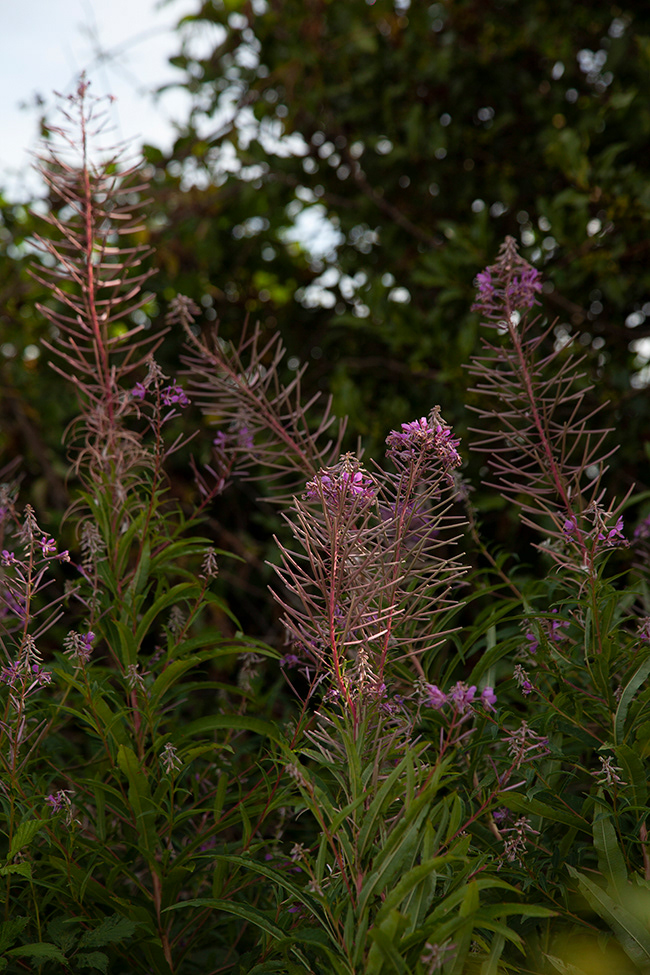 Lonneberga 05 | Rosebay Willow Herb