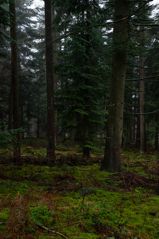 Lonneberga 32 | Forest